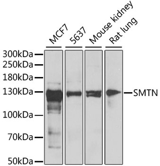 Western blot analysis of extracts of various cell lines, using SMTN antibody (STJ28828) at 1:1000 dilution. Secondary antibody: HRP Goat Anti-Rabbit IgG (H+L) (STJS000856) at 1:10000 dilution. Lysates/proteins: 25 Mu g per lane. Blocking buffer: 3% nonfat dry milk in TBST. Detection: ECL Enhanced Kit. Exposure time: 5min.