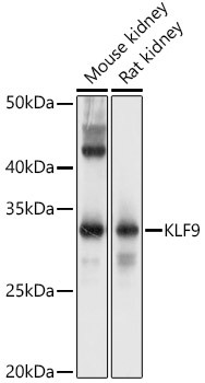 Western blot analysis of extracts of various cell lines, using KLF9 antibody (STJ29276) at 1:1000 dilution. Secondary antibody: HRP Goat Anti-Rabbit IgG (H+L) (STJS000856) at 1:10000 dilution. Lysates/proteins: 25 Mu g per lane. Blocking buffer: 3% nonfat dry milk in TBST. Detection: ECL Basic Kit. Exposure time: 30s.