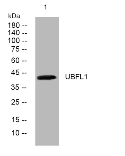 Western blot analysis of lysates from 293T cells, primary antibody was diluted at 1:1000, 4°C over night