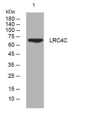 Western blot analysis of lysates from CACO2 cells, primary antibody was diluted at 1:1000, 4°C overnight STJ194942