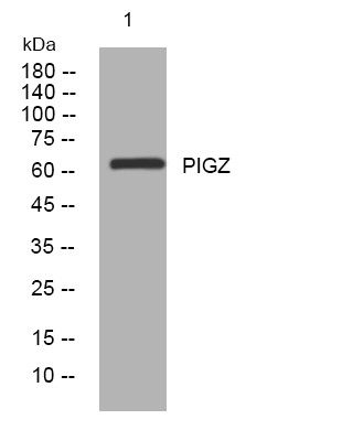 Western blot analysis of lysates from THP-1 cells, primary antibody was diluted at 1:1000, 4°C overnight STJ194956