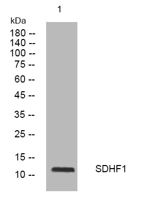Western blot analysis of lysates from PC-12 cells, primary antibody was diluted at 1:1000, 4° overnight STJ194960