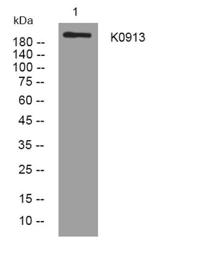 Western blot analysis of lysates from 293T cells, primary antibody was diluted at 1:1000, 4°C over night Western blot analysis of lysates from 293T cells, primary antibody was diluted at 1:1000, 4°C over night