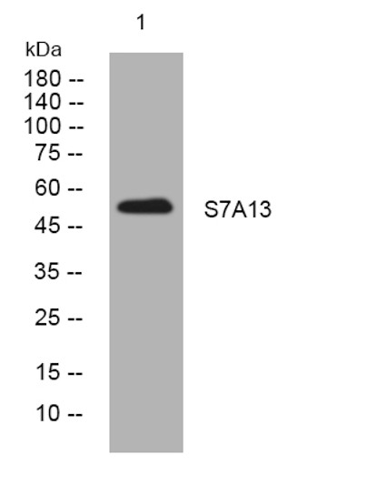 Western blot analysis of lysates from Hela cells, primary antibody was diluted at 1:1000, 4°C over night