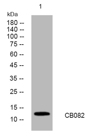 Western blot analysis of lysates from 293T cells, primary antibody was diluted at 1:1000, 4°C over night