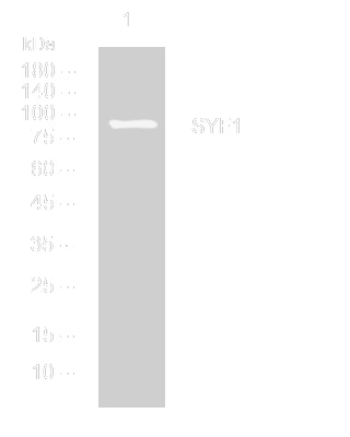 Western blot analysis of lysates from MCF-7 cells, primary antibody was diluted at 1:1000, 4° overnight STJ195650