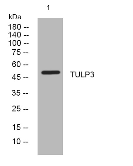 Western blot analysis of lysates from Hela cells, primary antibody was diluted at 1:1000, 4°C over night
