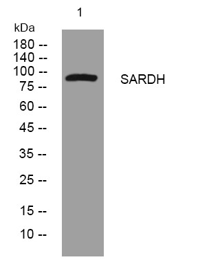 Western blot analysis of lysates from 3T3 cells, primary antibody was diluted at 1:1000, 4°C overnight STJ195906