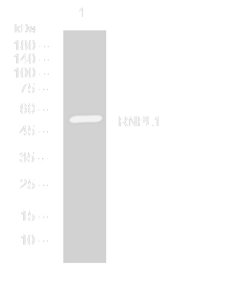 Western blot analysis of lysates from AD293 cells, primary antibody was diluted at 1:1000, 4°C overnight STJ195909