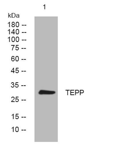 Western blot analysis of lysates from HEK293 cells, primary antibody was diluted at 1:1000, 4°C over night