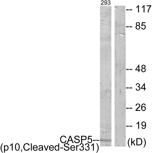 Western blot analysis of lysates from 293 cells, treated with etoposide 25uM 1h, using Caspase 5 (p10, Cleaved-Ser331) Antibody. The lane on the right is blocked with the synthesized peptide.