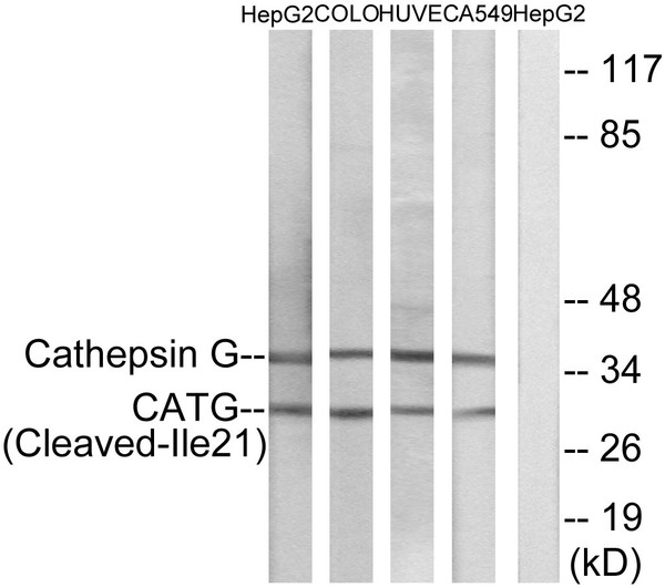 Western blot analysis of lysates from HepG2, COLO, HUVEC, and A549 cells, using CATG (Cleaved-Ile21) Antibody. The lane on the right is blocked with the synthesized peptide.