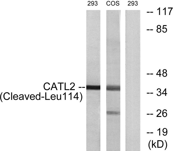 Western blot analysis of lysates from 293 and COS cells, treated with etoposide 25uM 1h, using CATL2 (Cleaved-Leu114) Antibody. The lane on the right is blocked with the synthesized peptide.