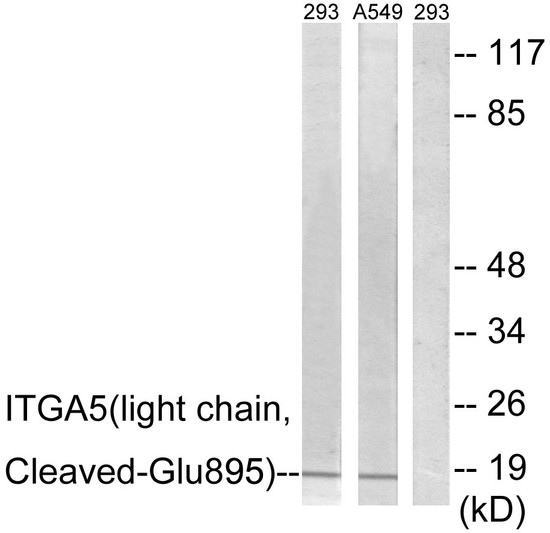 Western blot analysis of lysates from 293 and A549 cells, treated with etoposide 25uM 1h, using ITGA5 (light chain, Cleaved-Glu895) Antibody. The lane on the right is blocked with the synthesized peptide.