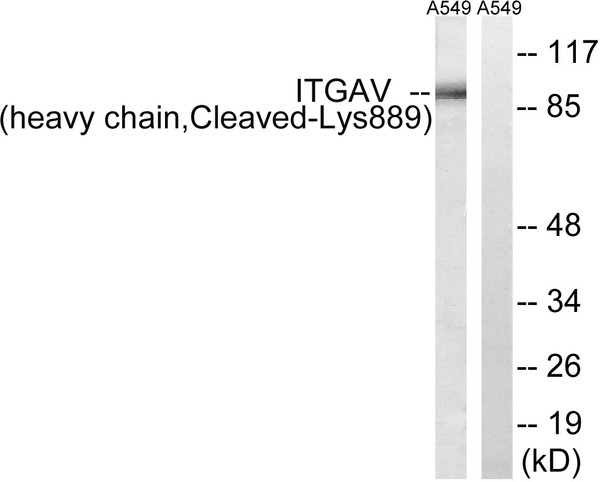 Western blot analysis of lysates from A549 cells, treated with etoposide 25uM 1h, using ITGAV (heavy chain, Cleaved-Lys889) Antibody. The lane on the right is blocked with the synthesized peptide.
