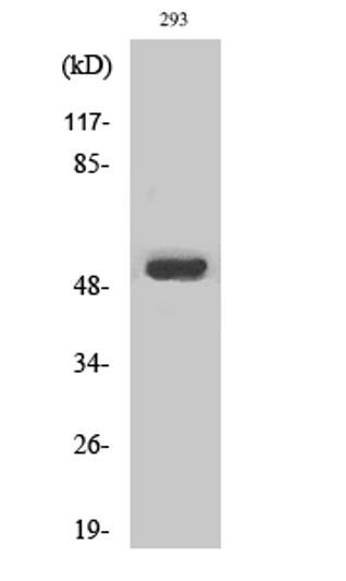 Western blot analysis of various cells using MMP-1 Polyclonal Antibody