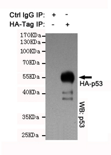 IP analysis of HA-tag Polyclonal Antibody IP analysis of HA-tag Polyclonal Antibody