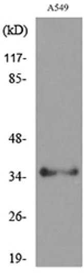Western blot analysis of lysate from A549 cells, using APE1 (Acetyl-Lys6) Antibody.