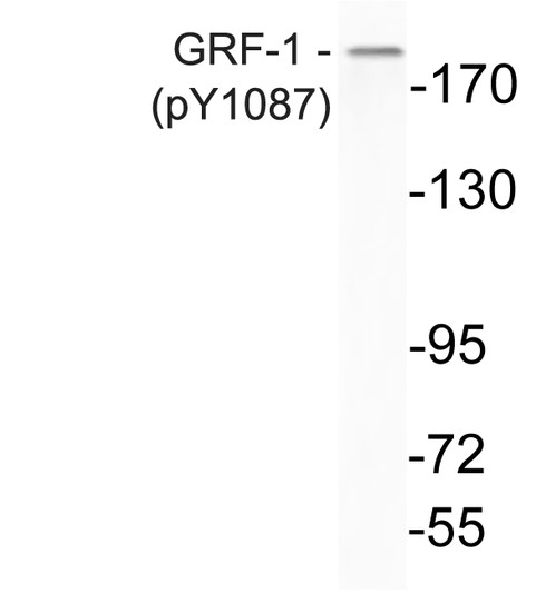 Western blot analysis of lysates from K562 cells, using phospho-GRF-1 (Phospho-Tyr1087) antibody.