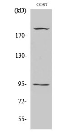 Western blot analysis of COS7 cells using Phospho-IGF-IR (Y1165/Y1166) Polyclonal Antibody diluted at 1：500