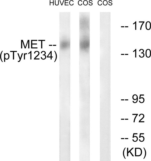 Western blot analysis of lysates from HUVEC cells and COS7cells, using Met (Phospho-Tyr1234) Antibody. The lane on the right is blocked with the phospho peptide.