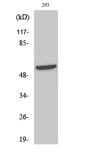 Western blot analysis of various cells using Phospho-Shb (Y246) Polyclonal Antibody STJ90405