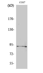 Western blot analysis of various cells using Phospho-Sp1 (T739) Polyclonal Antibody diluted at 1:1000 STJ90408