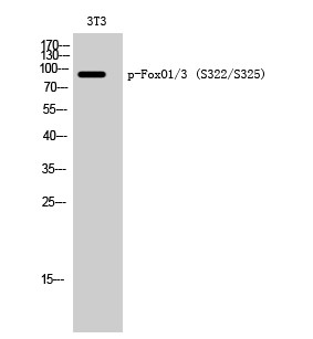 Western blot analysis of 3T3 cells using Phospho-FoxO1/3 (S322/S325) Polyclonal Antibody STJ90465