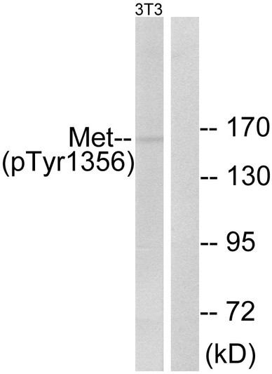 Western blot analysis of lysates from NIH/3T3 cells, using Met (Phospho-Tyr1356) Antibody. The lane on the right is blocked with the phospho peptide.