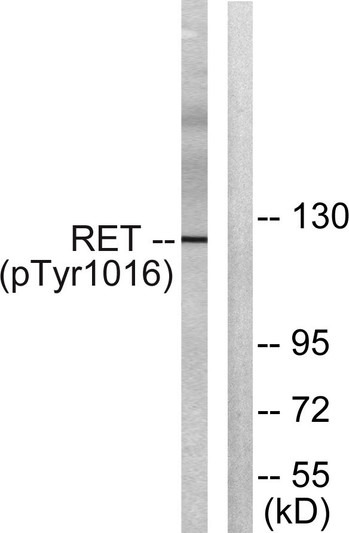 Western blot analysis of lysates from COS7 cells treated with EGF 200 ng/ml for 30', using Ret (Phospho-Tyr1015) STJ90478