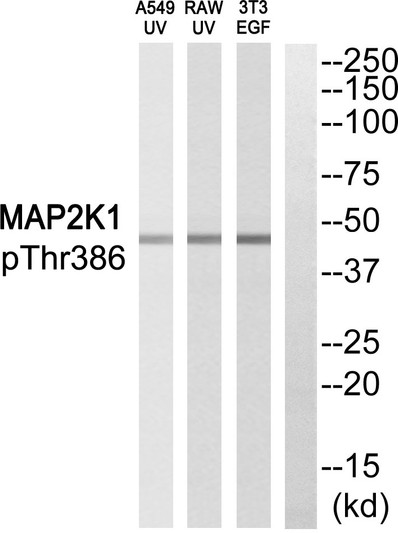 Western blot analysis of MAP2K1 (Phospho-Thr386) Antibody. The lane on the right is blocked with the MAP2K1 (Phospho-Thr386) peptide.