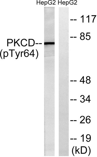 Western blot analysis of lysates from HepG2 cells treated with PMA 125 ng/ml for 30', using PKCD (Phospho-Tyr64) STJ90593