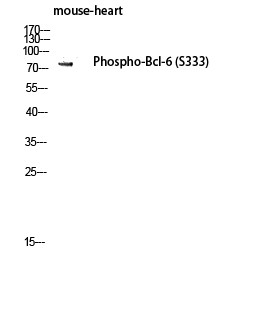 Western blot analysis of mouse-heart lysis using Phospho-Bcl-6 (S333) antibody. Antibody was diluted at 1:1000 cells nucleus extracted by Minute TM Cytoplasmic and Nuclear Fractionation kit (SC-003, Inventbiotech, MN, USA).