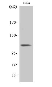 Western blot analysis of various cells using Phospho-Integrin β3 (Y785) polyclonal antibody diluted at 1:500 STJ90684