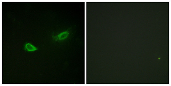 Immunofluorescence analysis of NIH/3T3 cells, using ATP1 alpha1/Na+K+ ATPase1 (Phospho-Ser23) Antibody. The picture on the right is blocked with the phospho peptide.