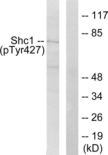Western blot analysis of lysates from 293 cells treated with EGF 200ng/ml 5', using Shc (Phospho-Tyr427) Antibody. The lane on the right is blocked with the phospho peptide.