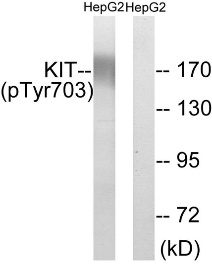 Western blot analysis of lysates from HepG2 cells treated with EGF 200ng/ml 30', using KIT (Phospho-Tyr703) Antibody. The lane on the right is blocked with the phospho peptide.