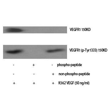 Western Blot analysis of various cells using Phospho-Flt-1 (Y1333) Polyclonal Antibody STJ90838