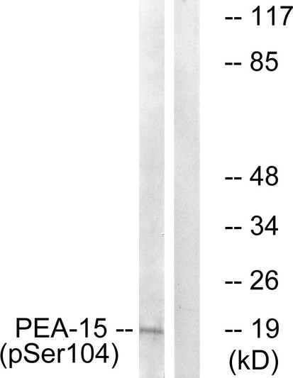 Western blot analysis of lysates from COS7 cells treated with TNF 20ng/ml 5', using PEA-15 (Phospho-Ser104) Antibody. The lane on the right is blocked with the phospho peptide.