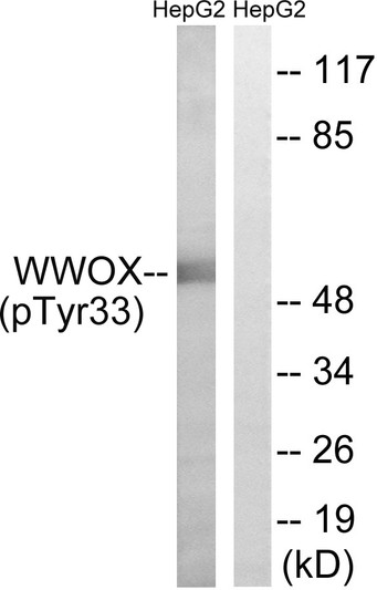 Western blot analysis of lysates from HepG2 cells treated with PMA 125ng/ml 30', using WWOX (Phospho-Tyr33) Antibody. The lane on the right is blocked with the phospho peptide.