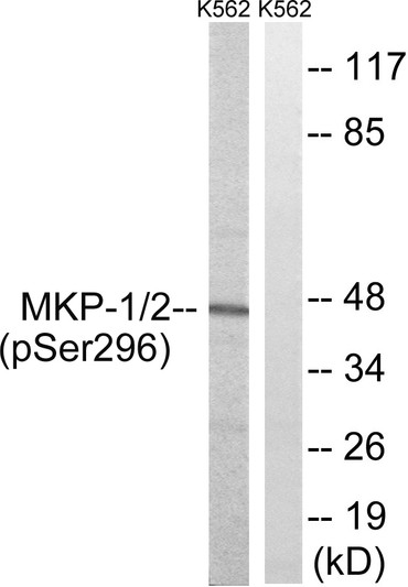 Western blot analysis of lysates from K562 cells treated with heat shock, using MKP-1/2 (Phospho-Ser296/318) Antibody. The lane on the right is blocked with the phospho peptide.