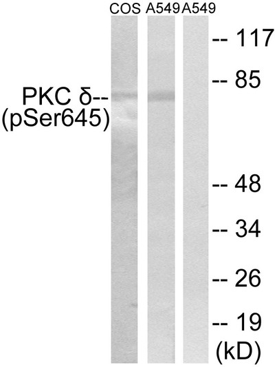 Western blot analysis of lysates from COS7 cells and A549 cells, using PKC delta (Phospho-Ser645) Antibody. The lane on the right is blocked with the phospho peptide.