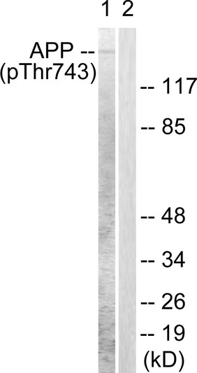Western blot analysis of lysates from HeLa cells, using Amyloid beta A4 (Phospho-Thr743/668) Antibody. The lane on the right is blocked with the phospho peptide.