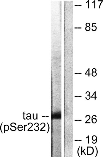 Western blot analysis of lysates from HeLa cells, using 14-3-3 thet/tau (Phospho-Ser232) Antibody. The lane on the right is blocked with the phospho peptide.