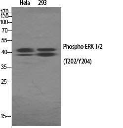 E.R.Kページ Anti-Phospho-ERK 1/2-Thr202/Y204 (Rabbit Polyclonal) for IF, WB