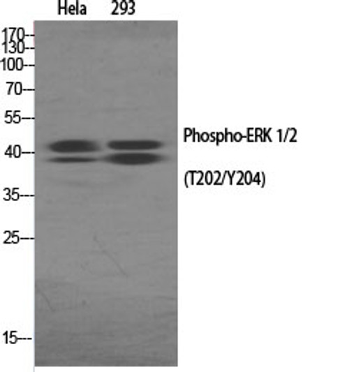 Western blot analysis of various cells using Phospho-ERK 1/2 (T202/Y204) Polyclonal Antibody