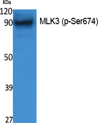 Western blot analysis of extracts from NIH-3T3 cells, using Phospho-MLK3 (S674) Polyclonal Antibody. STJ91362