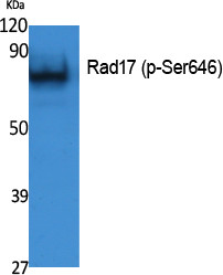 Western blot analysis of extracts from K562 cells, using Phospho-Rad17 (S646) Polyclonal Antibody. STJ91363