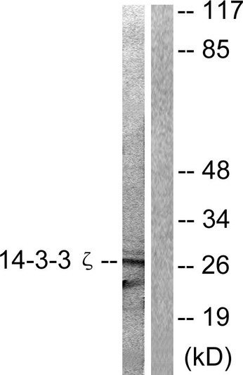 Western blot analysis of lysates from 293 cells, treated with Forskolin 40nM 30', using 14-3-3 zeta Antibody. The lane on the right is blocked with the synthesized peptide.
