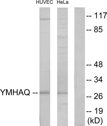 Western blot analysis of lysates from HUVEC and HeLa cells, using 14-3-3 thet Antibody. The lane on the right is blocked with the synthesized peptide.